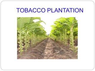 TOBACCO PLANTATION
 