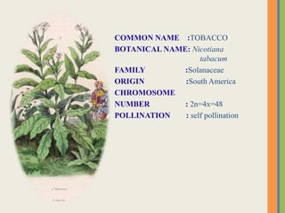 scientific name of tobacco Tobacco