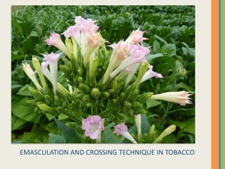 EMASCULATION AND CROSSING TECHNIQUE IN TOBACCO
 