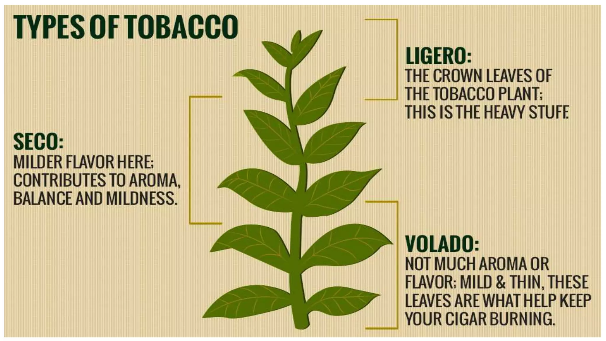 tobacco-ppt-free-download