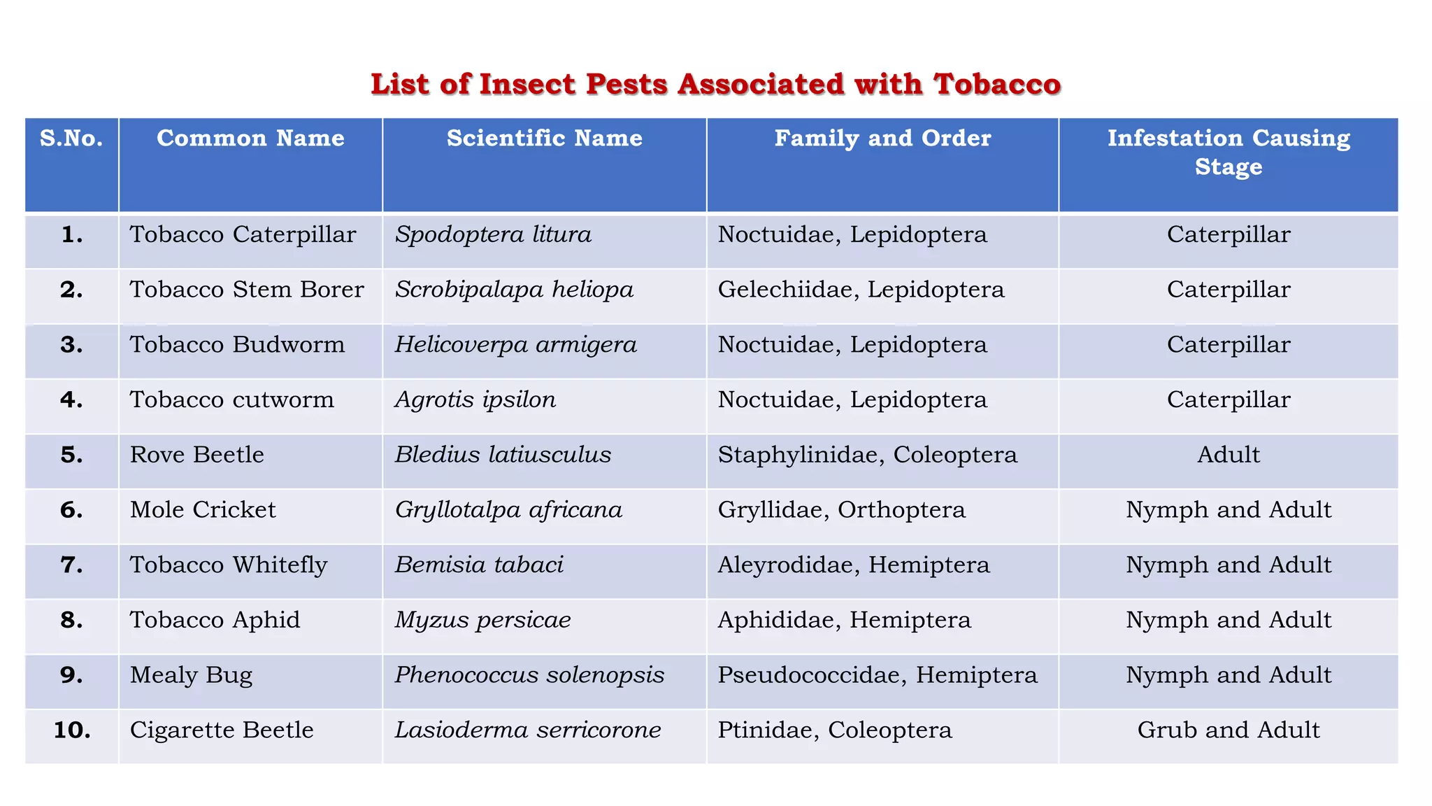 tobacco pests and their control Tobacco