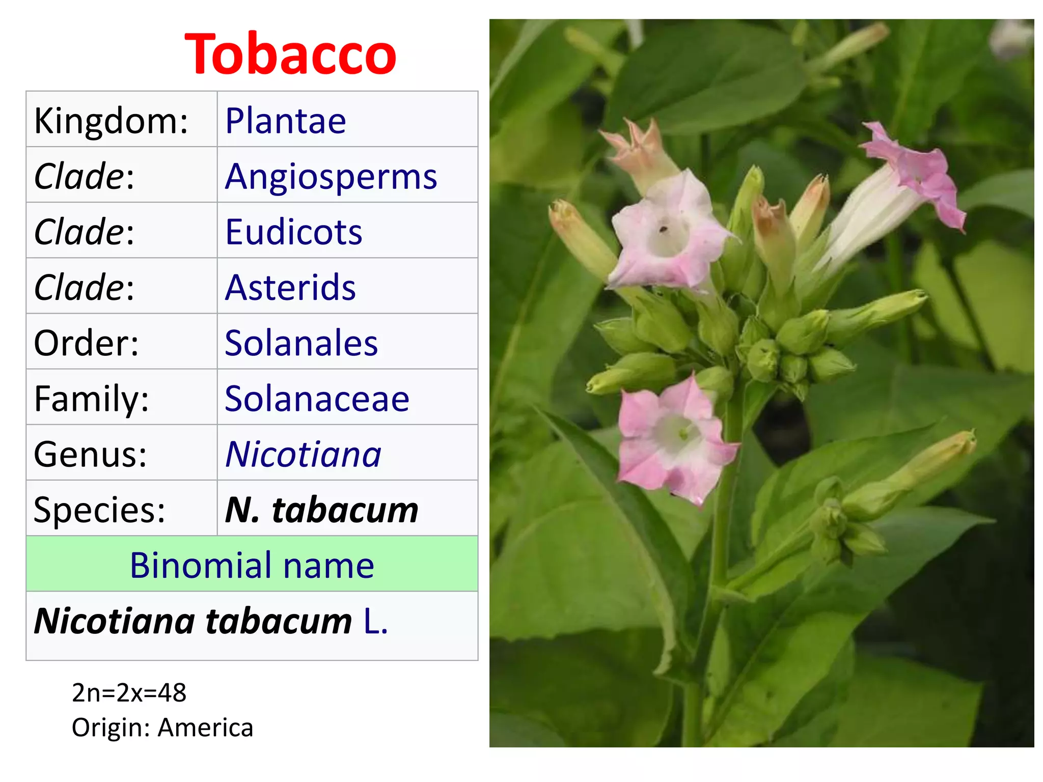 botanical name of tobacco Tobacco