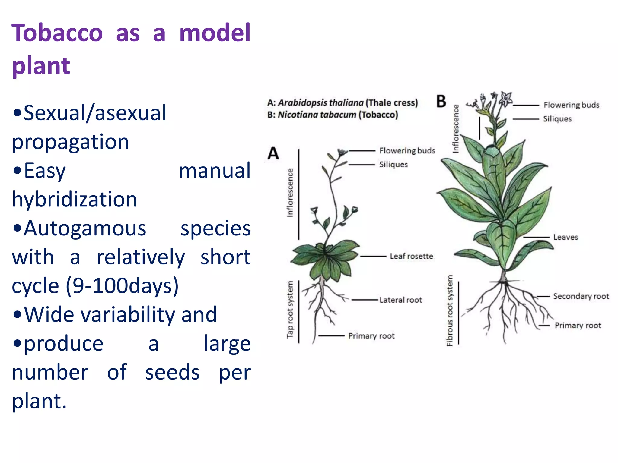 tobacco plant diagram labeled Here we want to show you the Anatomy of the Tobacco Plant Tobacco plant nicotiana seeds Black