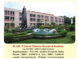 Tobacco