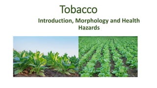 Tobacco
Introduction, Morphology and Health
Hazards
 