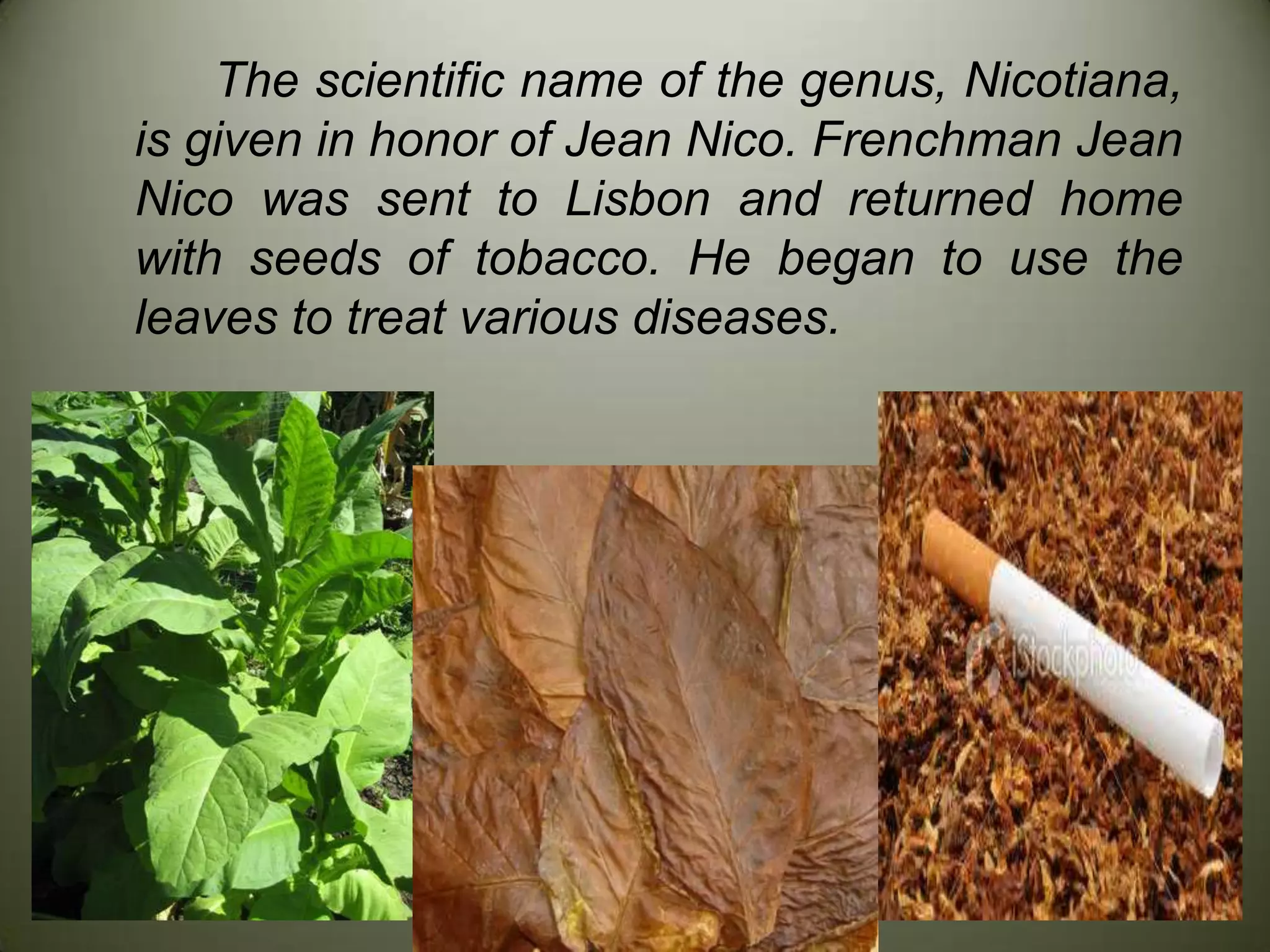 appearance of tobacco Traditional Tobacco vs. Commercial Tobacco  What are the Differences?