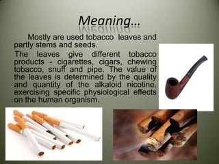 origin of the word tobacco Tobacco origin, meaning and distribution