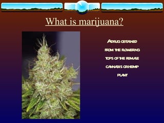 What is marijuana? A drug obtained from the flowering tops of the female cannabis or hemp plant 