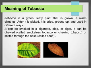 what does the word tobacco mean Tobacco': a curse for the nation'
