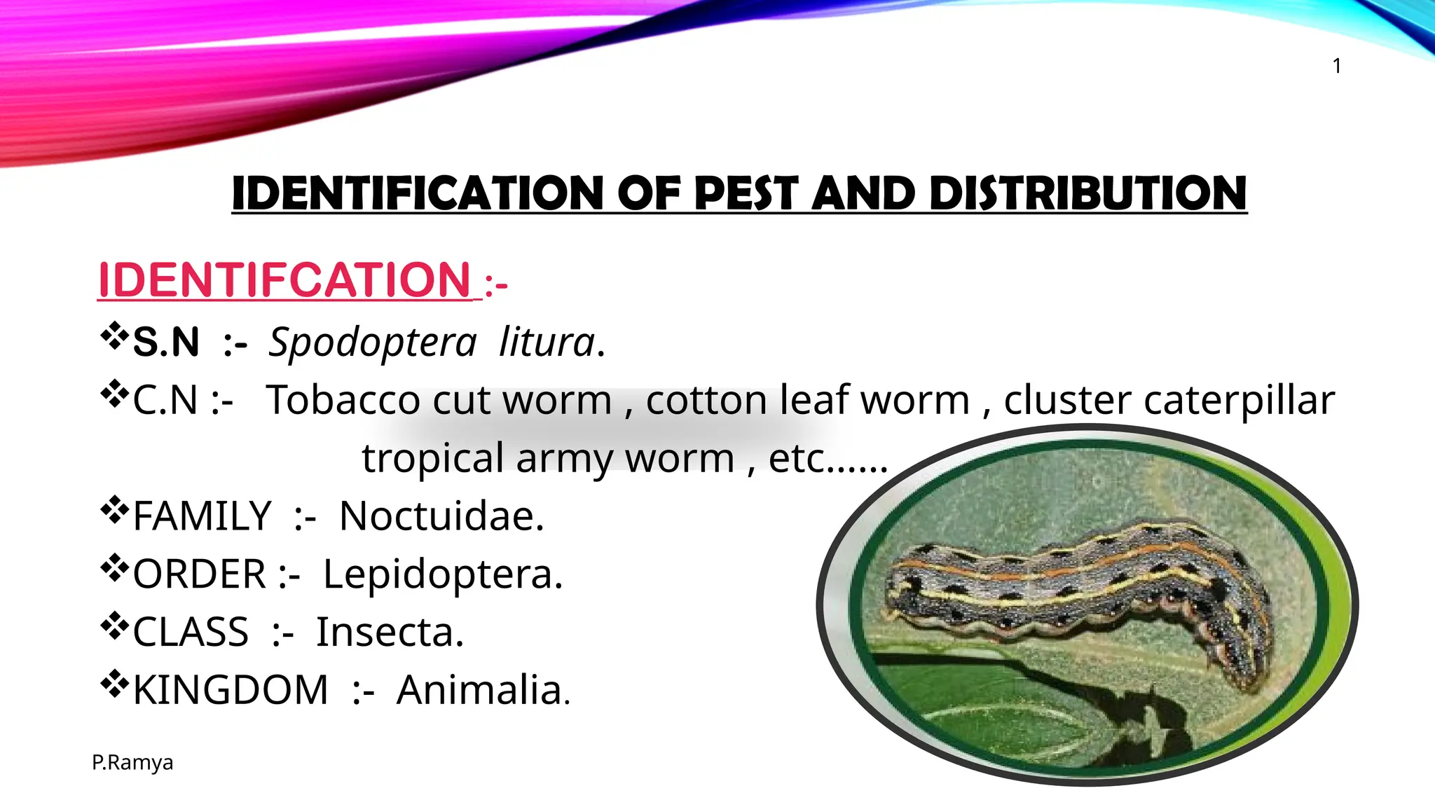 tobacco caterpillar scientific name Tomato and Hornworms Bug of the Week: Tobacco