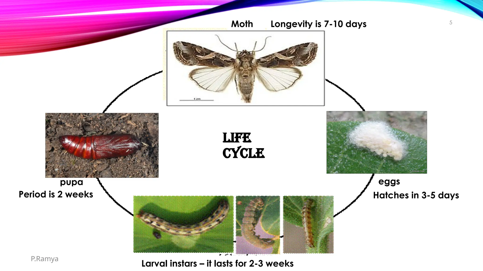 tobacco caterpillar life cycle tobacco caterpillar and their management