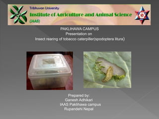 PAKLIHAWA CAMPUS
Presentation on
Insect rearing of tobacco caterpiller(spodoptera litura)
Prepared by:
Ganesh Adhikari
IAAS Paklihawa campus
Rupandehi Nepal
 