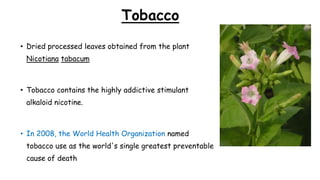 Tobacco
• Dried processed leaves obtained from the plant
Nicotiana tabacum
• Tobacco contains the highly addictive stimulant
alkaloid nicotine.
• In 2008, the World Health Organization named
tobacco use as the world's single greatest preventable
cause of death
 