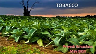 TOBACCO
 