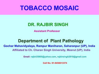 TOBACCO MOSAIC
DR. RAJBIR SINGH
Assistant Professor
Department of Plant Pathology
Gochar Mahavidyalaya, Rampur Maniharan, Saharanpur (UP), India
Affiliated to Ch. Charan Singh University, Meerut (UP), India
Email: rajbir25805@yahoo.com, rajbirsingh2810@gmail.com
Cell No. 91-9456613374
 