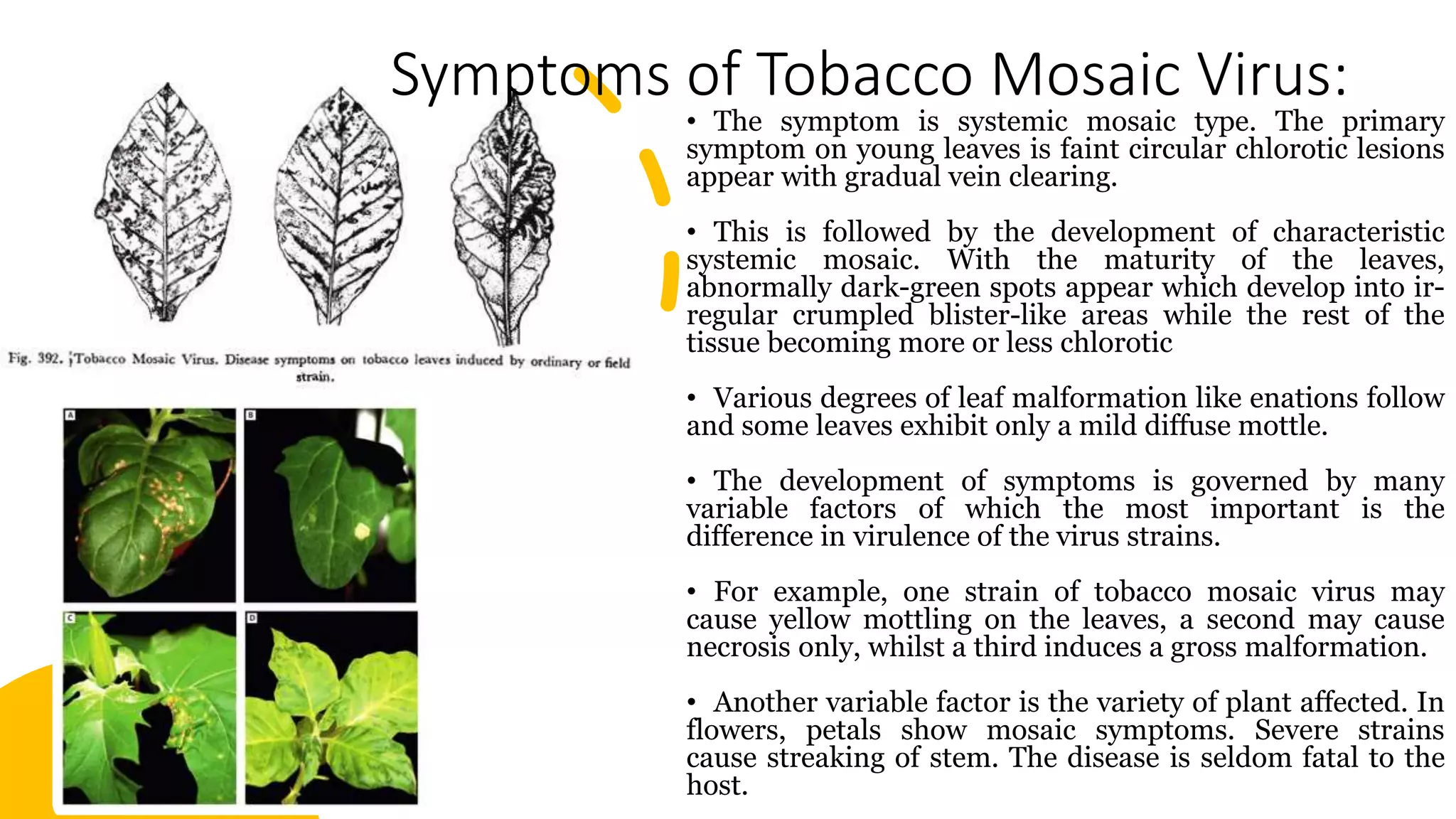 symptoms tobacco mosaic virus Infection of Chrysanthemums in Thailand: Development of Colorimetric Reverse-Transcription Loop-Mediated Isothermal Amplification (RTLAMP) Technique for Sensitive and Rapid Detection Tobacco Mosaic Virus | Snohomish