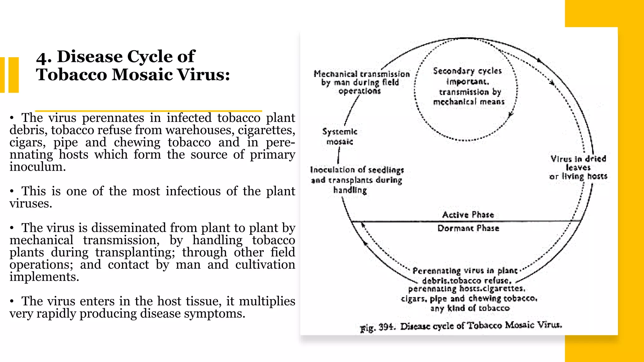tobacco mosaic virus disease cycle of blue mould caused by Peronospora hyoscyami f Models for cell-to-cell movement of