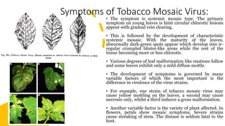 what are the symptoms of tobacco mosaic virus Tobacco mosaic virus