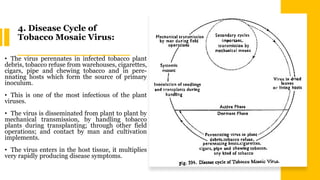 tobacco mosaic virus disease cycle Tobacco mosaic virus