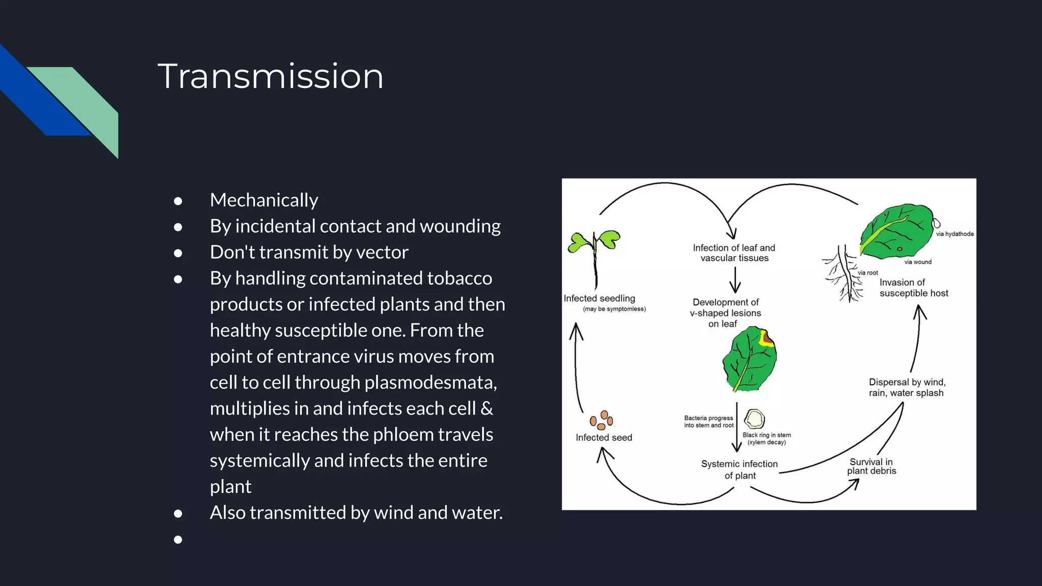 tobacco mosaic virus disease cycle (TMV): Diagram, Structure, & its Applications Tobacco necrosis virus (augusta disease