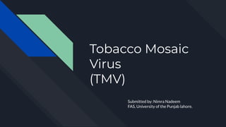 Tobacco Mosaic
Virus
(TMV)
Submitted by: Nimra Nadeem
FAS, University of the Punjab lahore.
 