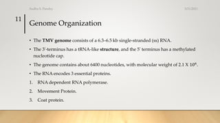 Genome Organization
• The TMV genome consists of a 6.3–6.5 kb single-stranded (ss) RNA.
• The 3'-terminus has a tRNA-like structure, and the 5' terminus has a methylated
nucleotide cap.
• The genome contains about 6400 nucleotides, with molecular weight of 2.1 X 106.
• The RNA encodes 3 essential proteins.
1. RNA dependent RNA polymerase.
2. Movement Protein.
3. Coat protein.
3/31/2021
Sudha S. Pandey
11
 