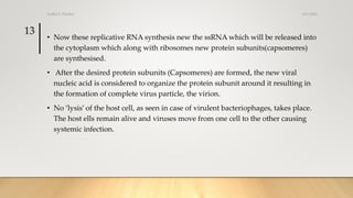 • Now these replicative RNA synthesis new the ssRNA which will be released into
the cytoplasm which along with ribosomes new protein subunits(capsomeres)
are synthesised.
• After the desired protein subunits (Capsomeres) are formed, the new viral
nucleic acid is considered to organize the protein subunit around it resulting in
the formation of complete virus particle, the virion.
• No ‘lysis’ of the host cell, as seen in case of virulent bacteriophages, takes place.
The host ells remain alive and viruses move from one cell to the other causing
systemic infection.
3/31/2021
Sudha S. Pandey
13
 