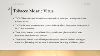 Tobacco Mosaic Virus.
• TMV (Tobacco mosaic virus) is the most serious pathogen causing mosaic on
tobacco leaves.
• TMV is the most resistant virus known so far of which the thermal death point is
90 °C for 10 minutes.
• The tobacco mosaic virus affects all dicotyledonous plants of which most
important are tobacco and tomato.
• The tobacco mosaic virus affects photosynthetic tissue of the host leading to
distortion, blistering and necrosis. It also causes dwarfing of affected plants.
3/31/2021
Sudha S. Pandey
3
 