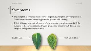 Symptoms
• The symptom is systemic mosaic type. The primary symptom on young leaves is
faint circular chlorotic lesions appear with gradual vein clearing.
• This is followed by the development of characteristic systemic mosaic. With the
maturity of the leaves, abnormally dark-green spots appear which develop into
irregular crumpled blister-like areas.
3/31/2021
Sudha S. Pandey
6
Healthy Leaf TMV infected leaf
 