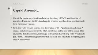 Capsid Assembly.
• One of the many surprises found during the study of TMV was its mode of
assembly. If you mix the RNA and capsid proteins together, they spontaneously
form functional viruses.
• First, the TMV protein forms a two-layer disk, with 17 proteins in each ring. A
special initiation sequence in the RNA then binds in the hole at the center. This
causes the disk to dislocate, forming a lockwasher shaped ring with 49 subunits
per 3 turn . The remaining subunits then stack on this structure, elongating until
the RNA is covered.
3/31/2021
Sudha S. Pandey
9
 