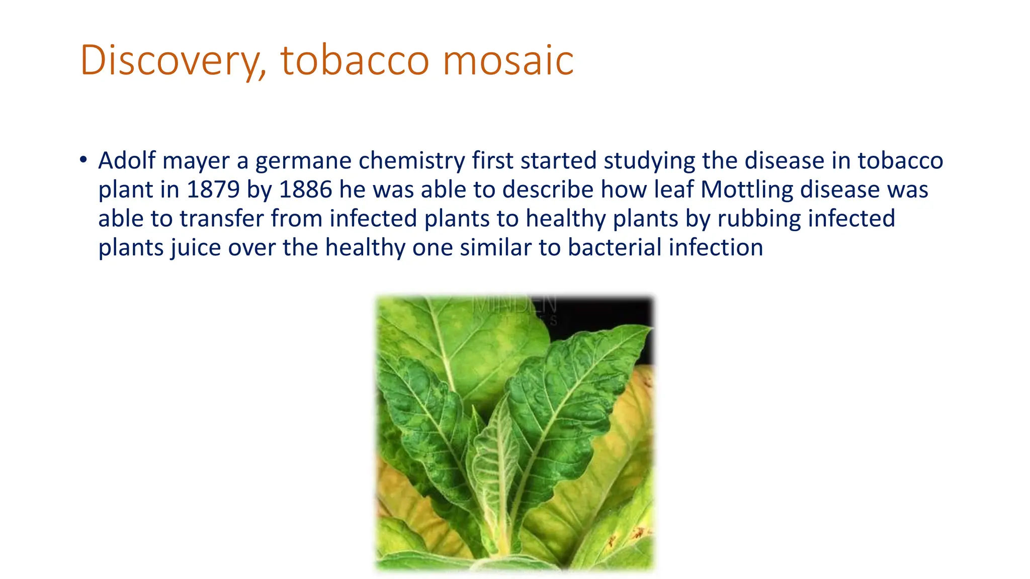 tobacco mosaic virus first discovered How did we discover the virus?  Sciworthy The History of Virology: From