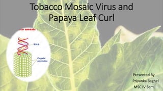 Tobacco Mosaic Virus and
Papaya Leaf Curl
Presented By
Priyanka Baghel
MSC IV Sem.
 