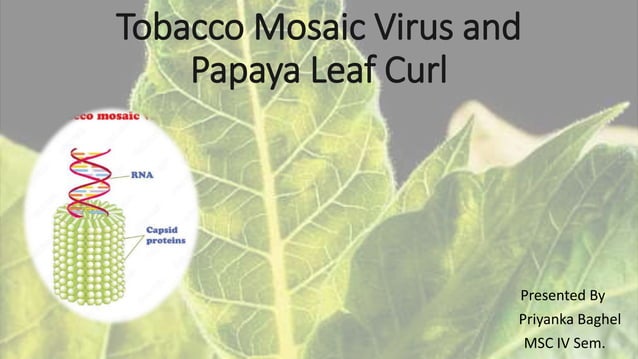 Tobacco Mosaic Virus And papaya leaf curl disease | PPTX