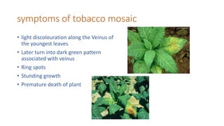 tobacco plant medicine Exploring Native Uses of Wild Tobacco tobacco plant medicine Exploring Native Uses of Wild Tobacco