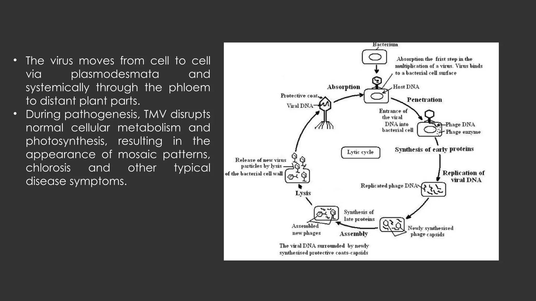 tobacco mosaic disease cycle Structure of virus ( TMV virus ) ll biology ll BioS 353