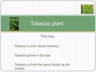 Tobacco plant
The crop
Tobacco is from South America.
Tobacco grows in Europe
Tobacco is from the same family as the
tomato

 