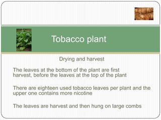 Tobacco plant
Drying and harvest

The leaves at the bottom of the plant are first
harvest, before the leaves at the top of the plant
There are eighteen used tobacco leaves per plant and the
upper one contains more nicotine
The leaves are harvest and then hung on large combs

 