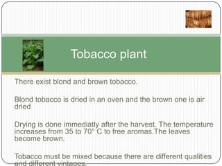 Tobacco plant
There exist blond and brown tobacco.
Blond tobacco is dried in an oven and the brown one is air
dried
Drying is done immediatly after the harvest. The temperature
increases from 35 to 70° C to free aromas.The leaves
become brown.
Tobacco must be mixed because there are different qualities
and different vintages.

 