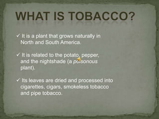 What is Tobacco? It is a plant that grows naturally in    North and South America.  It is related to the potato, pepper,    and the nightshade (a poisonous   plant).  Its leaves are dried and processed into     cigarettes, cigars, smokeless tobacco    and pipe tobacco.