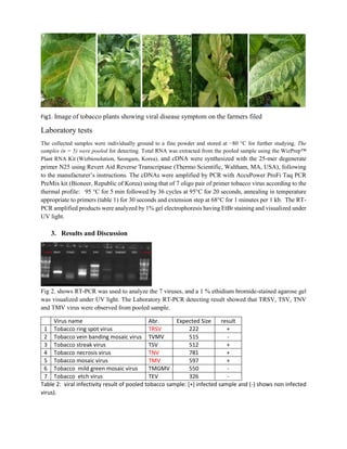 Fig1. Image of tobacco plants showing viral disease symptom on the farmers filed
Laboratory tests
The collected samples were individually ground to a fine powder and stored at −80 °C for further studying. The
samples (n = 5) were pooled for detecting. Total RNA was extracted from the pooled sample using the WizPrep™
Plant RNA Kit (Wizbiosolution, Seongam, Korea), and cDNA were synthesized with the 25-mer degenerate
primer N25 using Revert Aid Reverse Transcriptase (Thermo Scientific, Waltham, MA, USA), following
to the manufacturer’s instructions. The cDNAs were amplified by PCR with AccuPower ProFi Taq PCR
PreMix kit (Bioneer, Republic of Korea) using that of 7 oligo pair of primer tobacco virus according to the
thermal profile: 95 °C for 5 min followed by 36 cycles at 95°C for 20 seconds, annealing in temperature
appropriate to primers (table 1) for 30 seconds and extension step at 68°C for 1 minutes per 1 kb. The RT-
PCR amplified products were analyzed by 1% gel electrophoresis having EtBr staining and visualized under
UV light.
3. Results and Discussion
Fig 2. shows RT-PCR was used to analyze the 7 viruses, and a 1 % ethidium bromide-stained agarose gel
was visualized under UV light. The Laboratory RT-PCR detecting result showed that TRSV, TSV, TNV
and TMV virus were observed from pooled sample.
Virus name Abr. Expected Size result
1 Tobacco ring spot virus TRSV 222 +
2 Tobacco vein banding mosaic virus TVMV 515 -
3 Tobacco streak virus TSV 512 +
4 Tobacco necrosis virus TNV 781 +
5 Tobacco mosaic virus TMV 597 +
6 Tobacco mild green mosaic virus TMGMV 550 -
7 Tobacco etch virus TEV 326 -
Table 2: viral infectivity result of pooled tobacco sample: (+) infected sample and (-) shows non infected
virus).
 