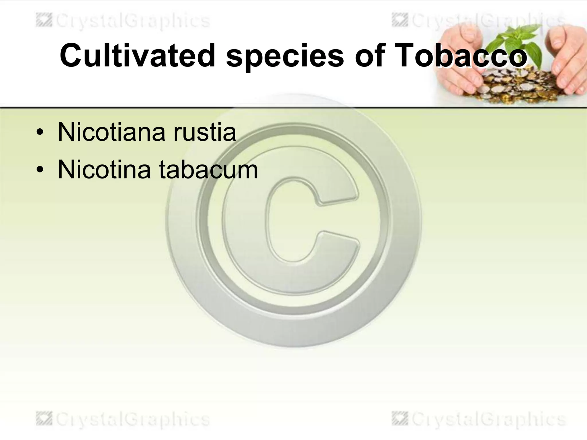 synonyms for tobacco PACK OF CIGARETTES Synonyms: 30 Similar Phrases Nicotiana glauca - Wikipedia