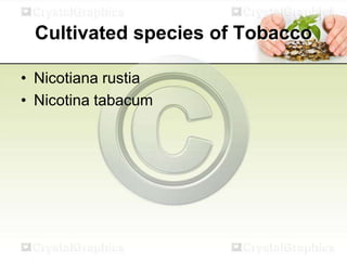 tobacco slideshare Tobacco Cultivation