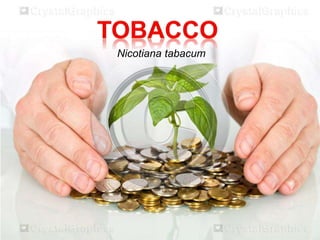 Nicotiana tabacum 
 