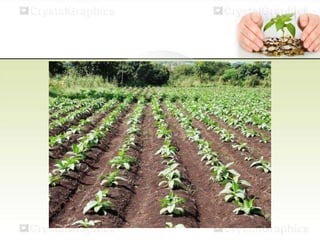 Tobacco Cultivation