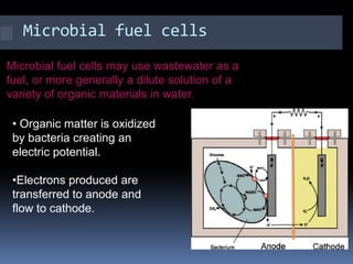  Microbes in about a half a liter of rumen fluid - fermented, liquefied feed extracted from the cow's stomach - produced about 600 milli volts of electricity. Iron Breathers Sediments  at the bottom of Boston HarborDesulfuromonasacetoxidans