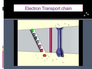 What are they??? Bioreactor: type of battery