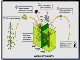 Catalyst Often PlatinumV  VCathode Chamber