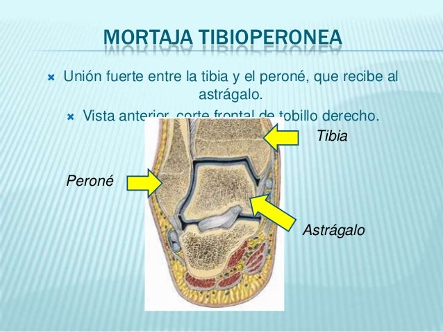 MORTAJA TIBIOPERONEA EPUB MORTAJA TIBIOPERONEA EPUB
