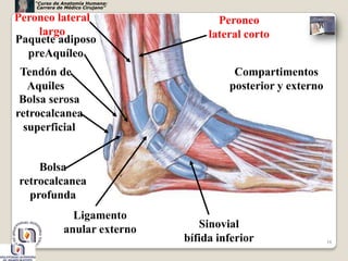 “Curso de Anatomía Humana:
    Carrera de Médico Cirujano”

Peroneo lateral                          Peroneo
    largo                              lateral corto
Paquete adiposo
  preAquíleo
 Tendón de                                  Compartimentos
   Aquiles                                 posterior y externo
 Bolsa serosa
retrocalcanea
  superficial


    Bolsa
retrocalcanea
  profunda
                Ligamento
              anular externo         Sinovial
                                  bífida inferior                18
 