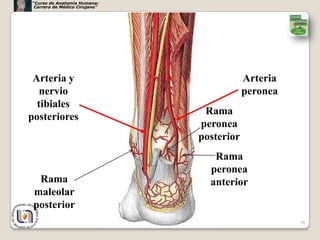 “Curso de Anatomía Humana:
 Carrera de Médico Cirujano”




 Arteria y                                 Arteria
   nervio                                  peronea
  tibiales
                                Rama
posteriores
                               peronea
                               posterior
                                  Rama
                                 peronea
  Rama                           anterior
 maleolar
 posterior
                                                     19
 
